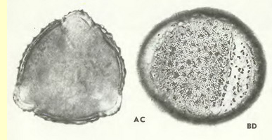 Валериана лекарственная, или маун (Valeriana officinalis L)-пыльцевые зерна Валериана лекарственная, или маун (Valeriana officinalis L)-пыльцевые зерна